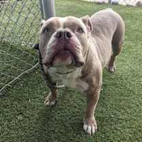 adopt-pet