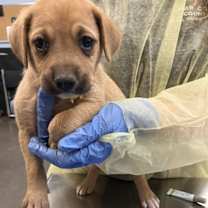 adopt-pet