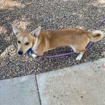 adopt-pet