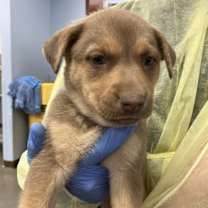 adopt-pet