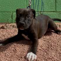 adopt-pet