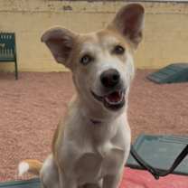 adopt-pet