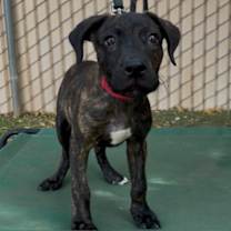 adopt-pet