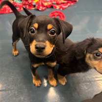adopt-pet