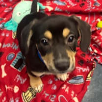 adopt-pet