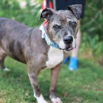 Thumbnail photo of Cameroon #3