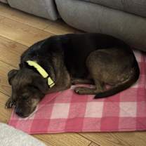 Thumbnail photo of Gertie #3