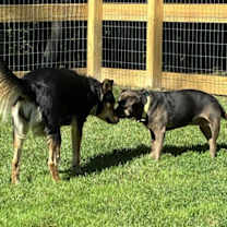 Thumbnail photo of Gertie #4