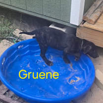 Thumbnail photo of Gruene LiW #2