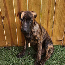 Thumbnail photo of Grey LiW #3