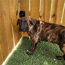 Thumbnail photo of Grey LiW #4