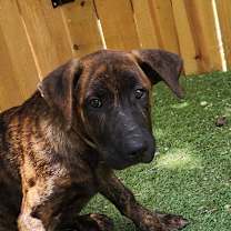 Thumbnail photo of Grey LiW #1