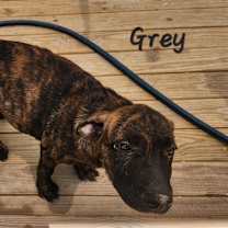 Thumbnail photo of Grey LiW #2