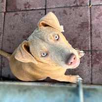 Thumbnail photo of Goblin #1