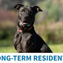 Thumbnail photo of Norman #2