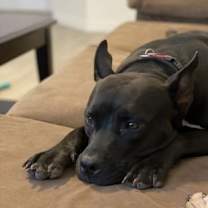 adopt-pet