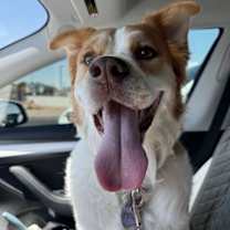 adopt-pet