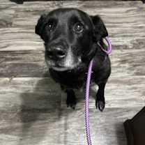 Thumbnail photo of Rebel #2