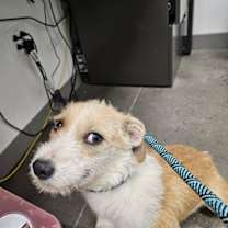 adopt-pet