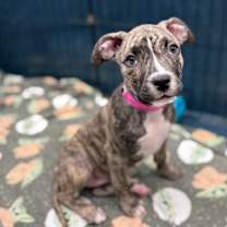 adopt-pet