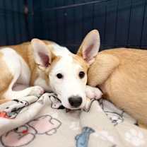 adopt-pet