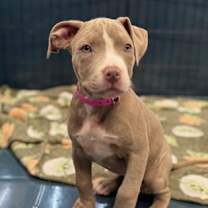 adopt-pet