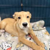 adopt-pet
