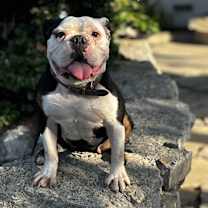 Thumbnail photo of Hershey #3