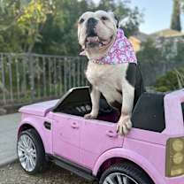 Thumbnail photo of Hershey #4