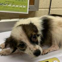 Thumbnail photo of Bobble #2