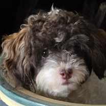 Thumbnail photo of Georgette #1