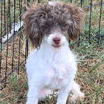 Thumbnail photo of Georgette #3