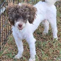 Thumbnail photo of Georgette #4