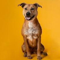 Thumbnail photo of Biscuit III (New Digs) #1