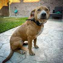 Thumbnail photo of Biscuit III (New Digs) #2