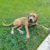 Thumbnail photo of Biscuit III (New Digs) #3