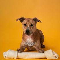 Thumbnail photo of Biscuit III (New Digs) #4