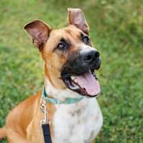 Thumbnail photo of Bocelli  #1