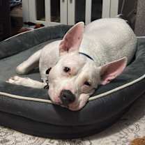 Thumbnail photo of Thurman #3