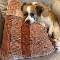 Thumbnail photo of Molly #1