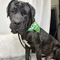 adopt-pet