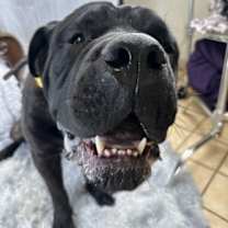 Thumbnail photo of Kane #2