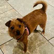 Thumbnail photo of Star #2