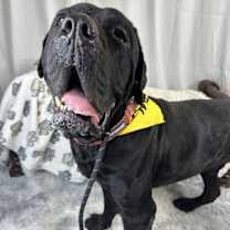 adopt-pet