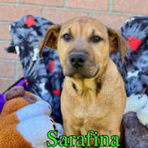 Thumbnail photo of Sarafina #3