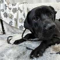 adopt-pet