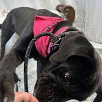 Thumbnail photo of Jessica Rabbit #2