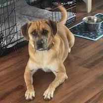 Thumbnail photo of Buddy #4