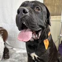 adopt-pet