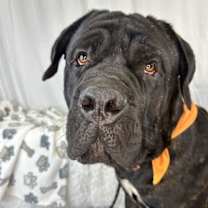 Thumbnail photo of Rambo #2